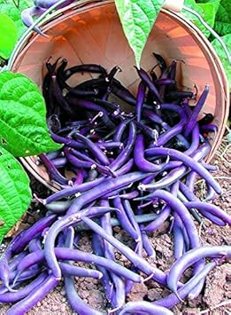 Purple Bush Bean Phaseolus vulgaris for planting in urban garden